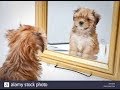 Cute And Funny Dog And Cat Vs Mirror Videos 2018