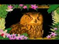 The Amazing World Owls