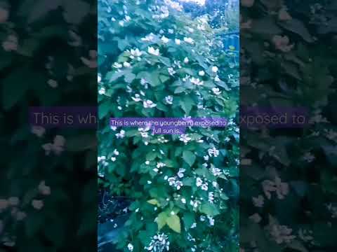 Understanding Microclimates with loganberry vines #foodgarden #berries #spring #loganberry #grow