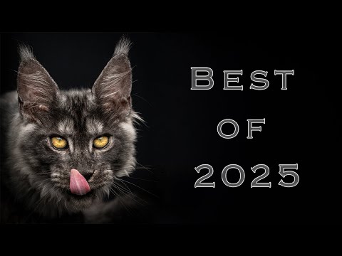 Looking Back at My Cat Photos | 2025