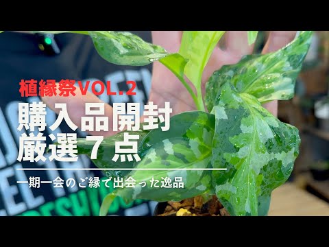 園芸 カリカンス、アネモネの木、ポンパドールの木