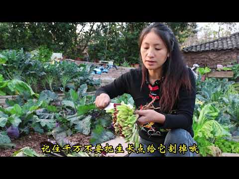 金玉蘭