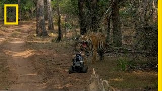 Robot vs. Tiger | Nat Geo Live