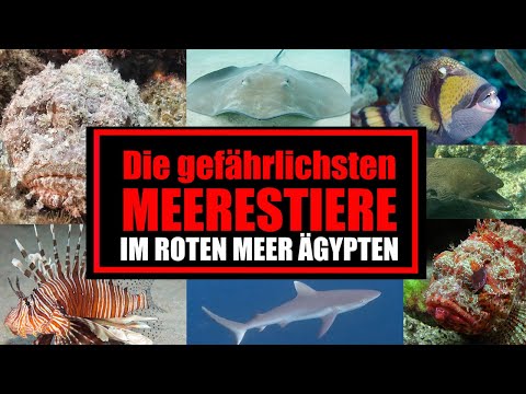 Die gefährlichsten Meerestiere im Roten Meer Ägypten