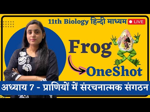 OneShot, Frog (मेंढक) Ch 7 - प्राणियों में संरचनात्मक संगठन | 11th Biology hindi medium Renu Ma'am