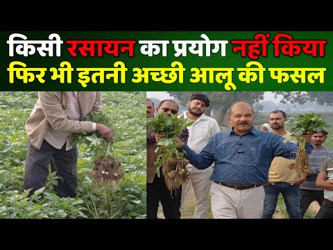 रसायनिक आलू/ प्राकृतिक आलू दोनों में क्या अंतर है अपनी आंखों से देखें