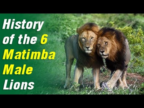 Lion Coalition The Matimbas | History of The 6 Matimba Male Lions