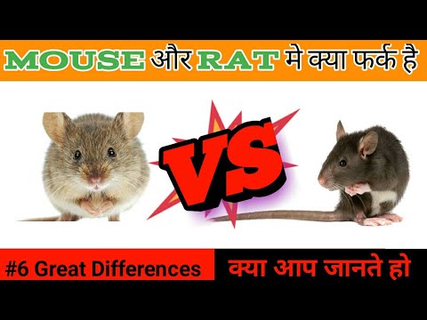 Fun facts about mouse and rat #shorts #viral #trending #mousevsrat #mouse #rat #facts #amazingfacts