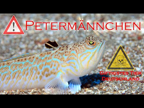 Petermännchen Giftigstes Tier in Deutschland