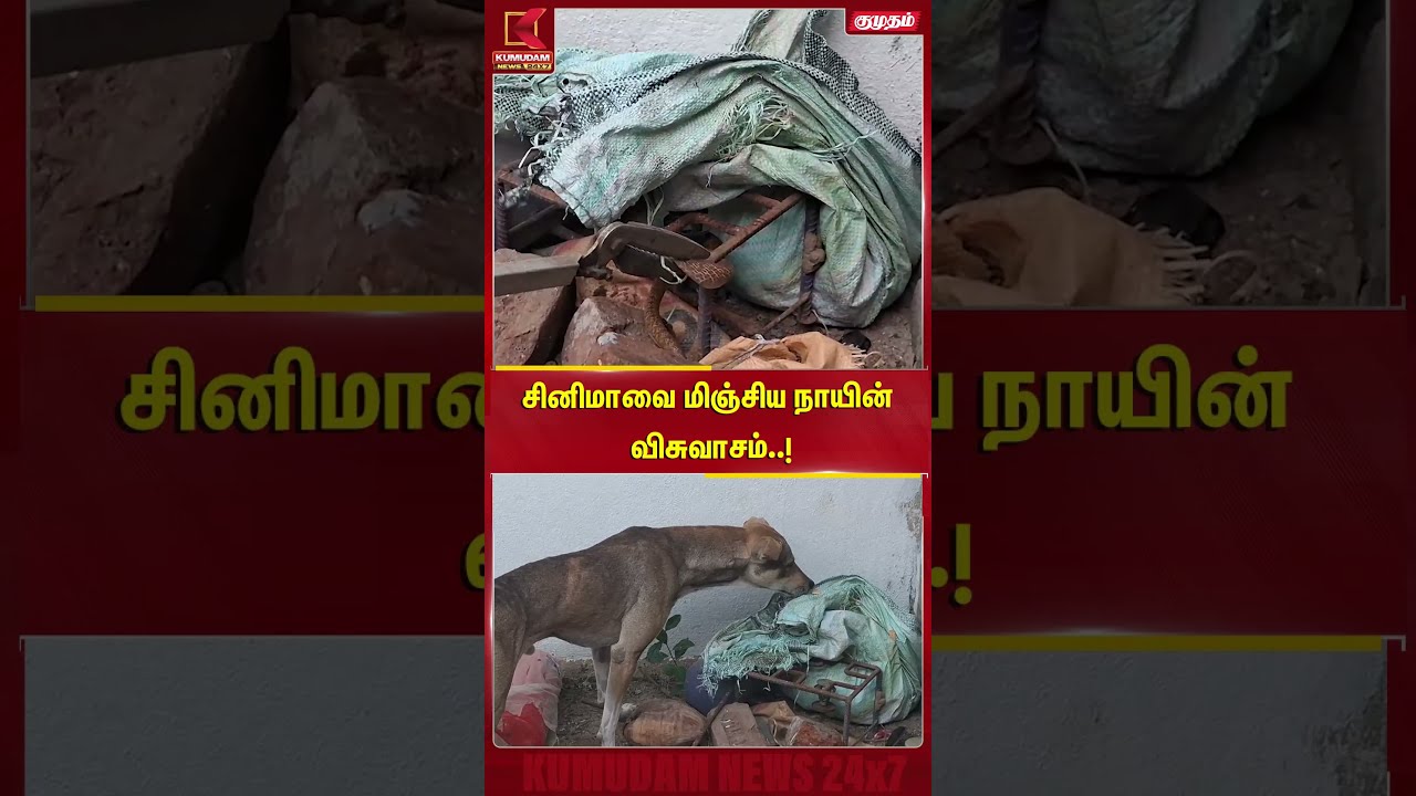 சினிமாவை மிஞ்சிய நாயின் விசுவாசம்..! வீட்டுக்குள் புகுந்த நல்ல பாம்பு | Dog Loyalty| Snake Rescue