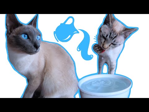🌀Two cats - two different ways of drinking water | Thai cats | Traditional Siamese cats