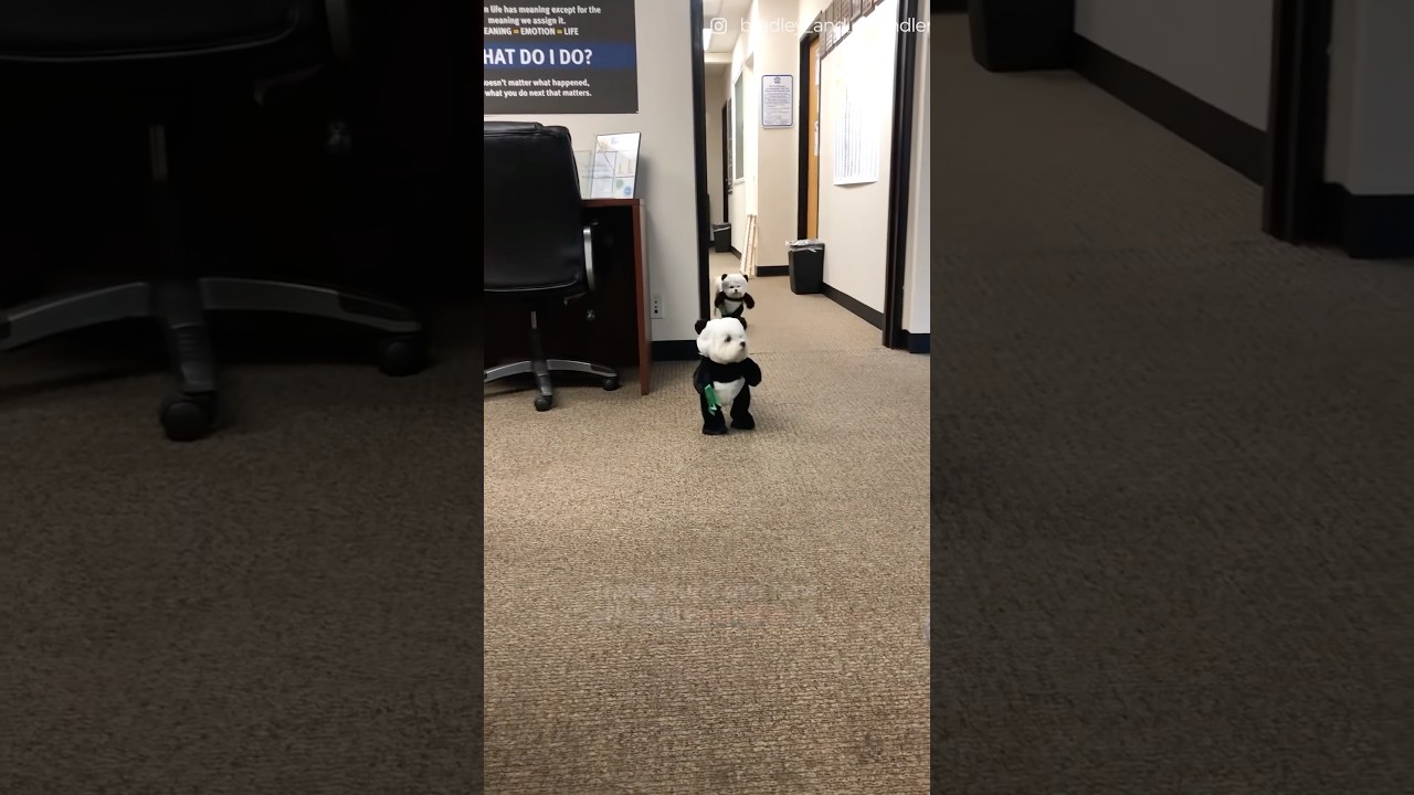 The cutest mini Panda’s you’ll ever see 🐼😍