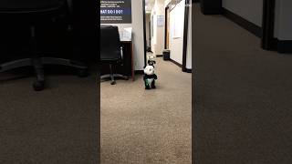 Download lagu The cutest mini Panda’s you’ll ever see 🐼😍 mp3