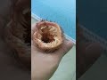 Kantong Macan Hidup Asli Makan Daging