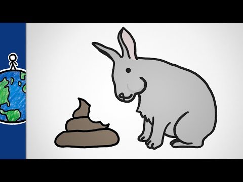 Why Do Some Animals Eat Poop?
