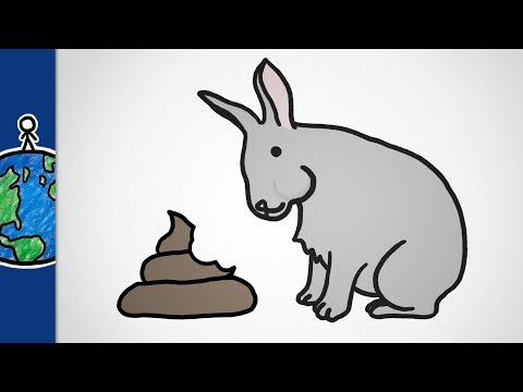 為什麼有些動物會吃大便? (Why Do Some Animals Eat Poop?)