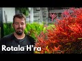 Rotala Rotundifolia H’ra | Liquid Nature Pflanzenvorstellung