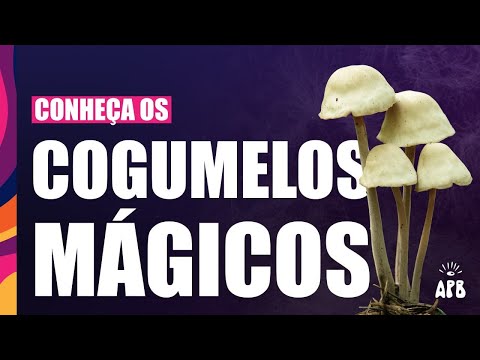 Cogumelos Mágicos - Conheça os psicodélicos #2