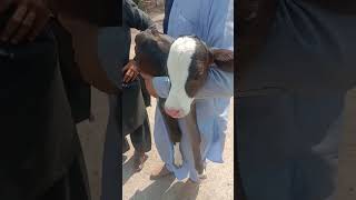 Download lagu Cute Cow baby missing | #cowbaby #natureontheroad mp3 Download lagu Cute Cow baby missing | #cowbaby #natureontheroad mp3