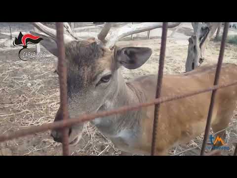 Zoo abusivo scoperto a Castelvetrano, denunciato il proprietario, sequestrati gli animali