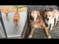 Blind 11 Year Old Golden Retriever Has His Own Seeing Eye Puppy