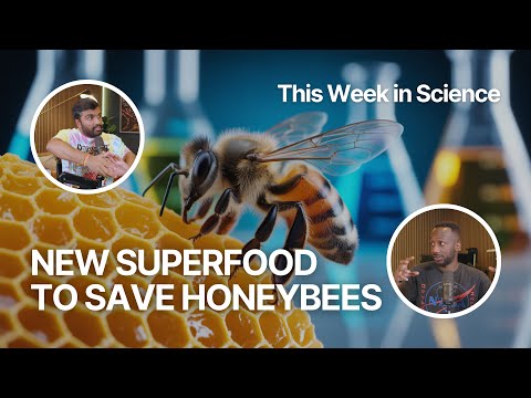 Scientists Create Superfood to Save Honeybees (FFP Story | EP. 6)