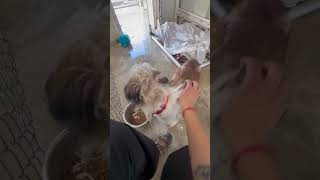 Video preview image #1 Maltese-Unknown Mix Puppy For Sale in Grafton, WI, USA