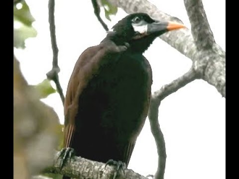 Montezuma Oropendola!