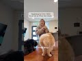 We all know cats are smarter than humans so is this explanation really for them? thelitterrobot