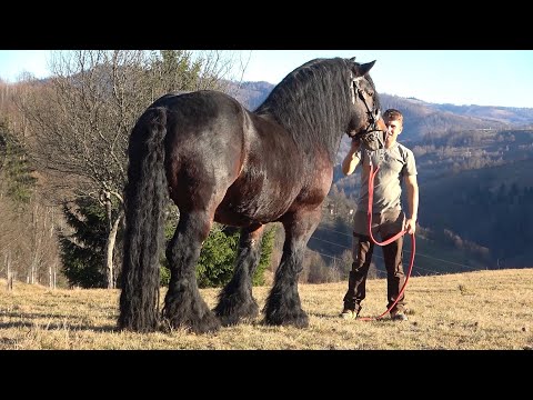 Caii lui Bexa Daniel de la Ciuruleasa, Alba -  2021 Nou!!!