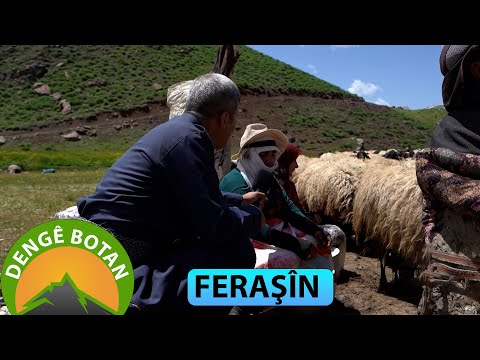 DENGÊ BOTAN - FERAŞÎN