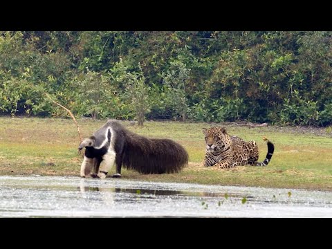 , title : 'Jaguar Stalks Giant Anteater Only To Watch It Walk Off'