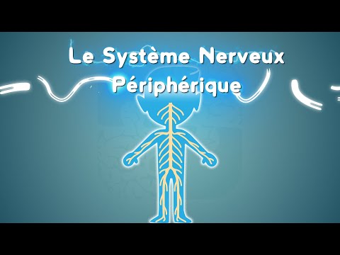 Neurolexicon #3 - The Peripheral Nervous System