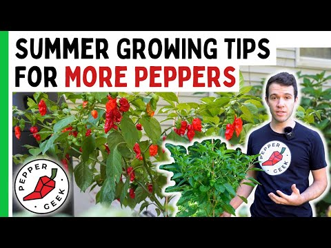 5 Summer Tips For Growing MORE Peppers - Pepper Geek