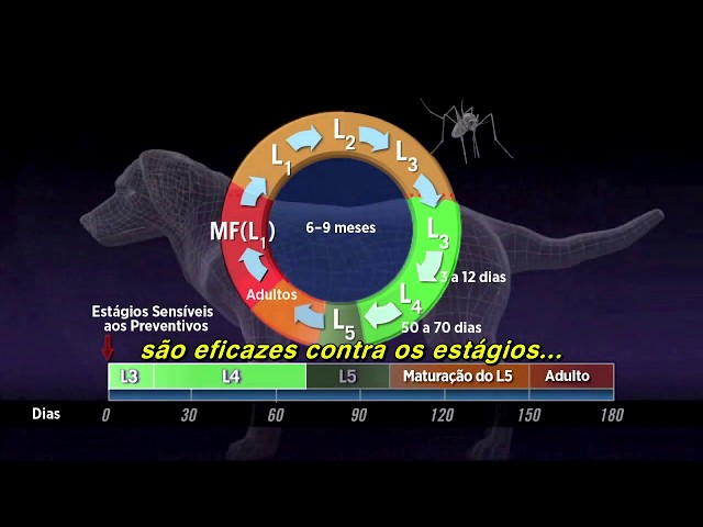 O VERME DO CORAÇÃO EM CÃES PODE SER FATAL