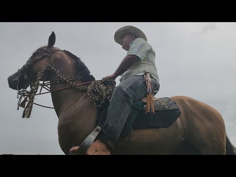 UN GUAYABO DE A CABALLO- Jesús D. Quintero- EL TIGRITO DE MATANEGRA