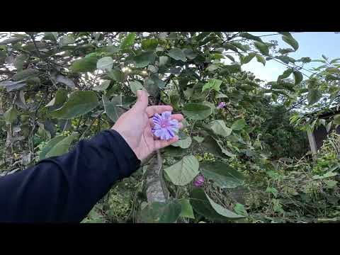 LUGARES   LAS PETACAS 2T   22