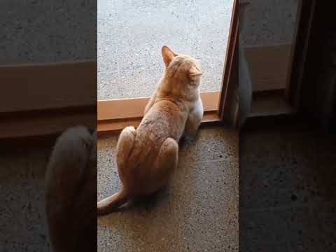 ananthu ...ananthu 😼sevuttu paiyanukku kadhe kekka mattidhu 😄gpmuthu ananth dialogue #gpmuthu