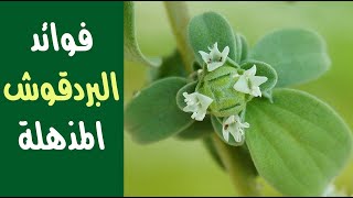 فوائد البردقوش : أكثر من 9 فوائد لا تعرفها فوائد البردقوش : أكثر من 9 فوائد لا تعرفها