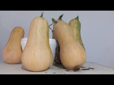 Cosechando calabaza en Moreno Buenos Aires 