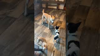 Video preview image #1 Chihuahua-Unknown Mix Puppy For Sale in HOUSTON, TX, USA