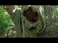 Kyiv S Most Ancient Trees Are Surrounded In Legend