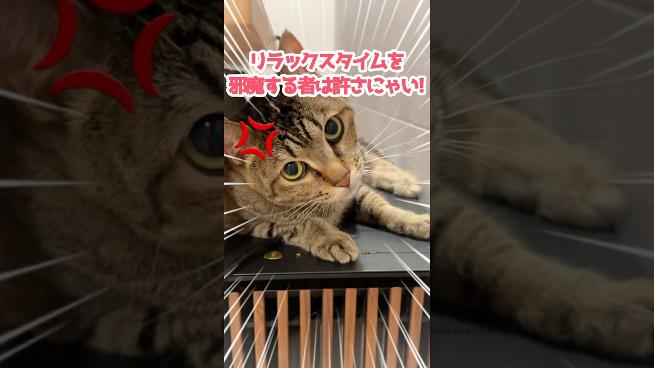 真夏を生きるネコのお気に入りの場所はここ。 #保護猫 #ねこのいる暮らし #cat #shorts