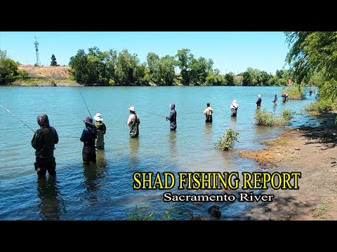 Shad fishing report 05/15/2024 for the Sacramento River