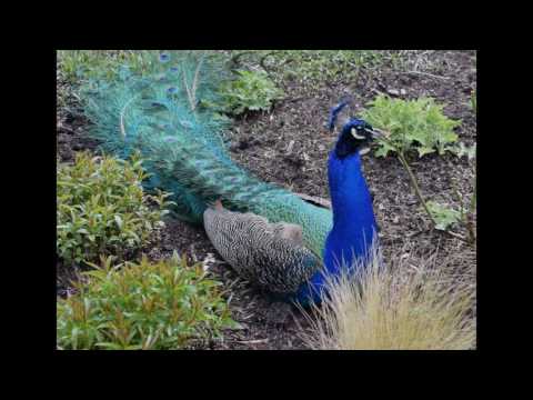 Beautiful flowers and birds, The Palm House, Kew Gardens!
