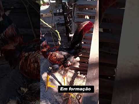 Criatorio ig tio San Pindoretama Ceará Franguinho novo em formação