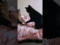 Tabby VS Tuxedo Cat Who Won Tabbycat Tuxedocat Cats Catvideos Funny Cutecat