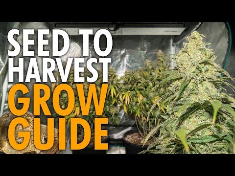 , title : 'Growing Weed Start to Finish Beginners Guide