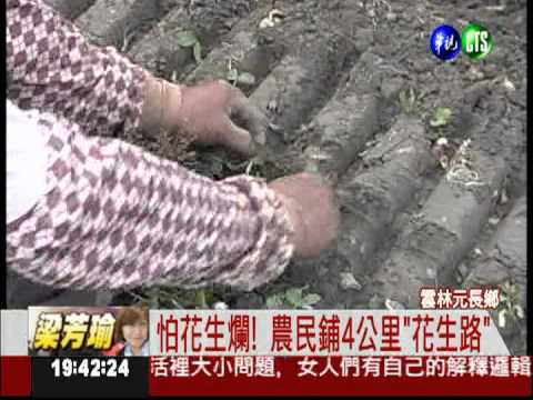 雲林大奇觀 鄉間路變花生道!