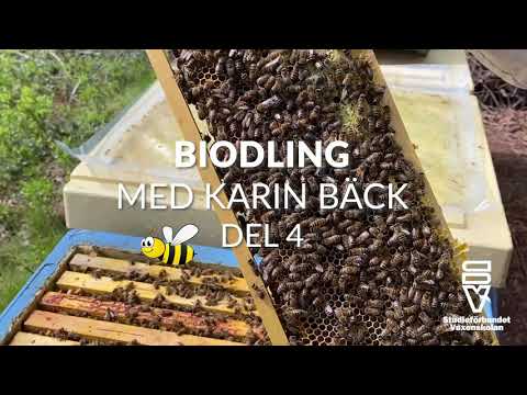 Biodling Karin Bäck - del 4